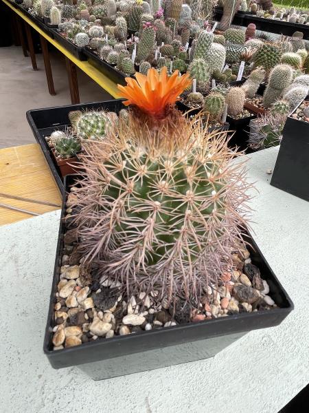 Parodia spec. orange